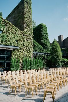 rows of wooden chairs lined up in front of a building with ivy growing on it