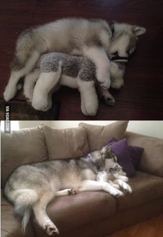 two pictures side by side of a dog sleeping on a couch