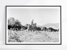 a black and white photo of a man on a horse surrounded by cows in a field