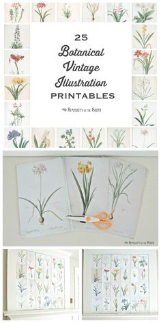 several pictures of flowers and plants with the words botanical vintage illustration printables on them