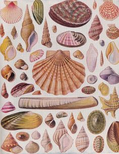 an illustration of seashells and shells