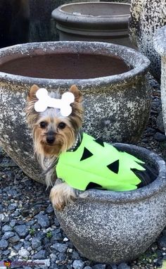 a small dog wearing a costume in a pot