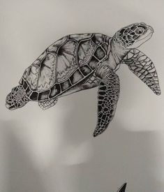 a drawing of a sea turtle in black and white