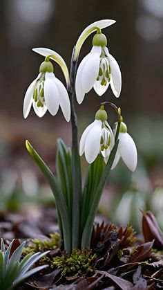 some white flowers are growing out of the ground