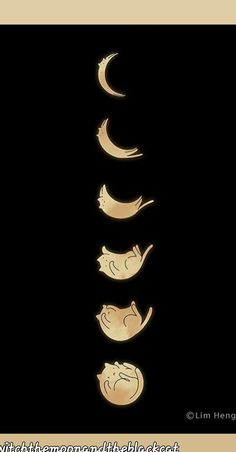 the moon phases are shown in different positions