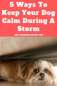 a small dog laying on the floor with text overlay reading 5 ways to keep your dog calm during a storm