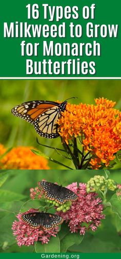 butterflies and flowers with text that reads 16 types of milkweed to grow for monarch butterflies