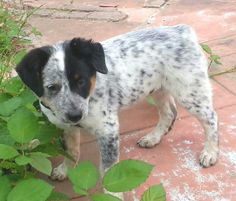 a black and white dog standing next to green plants