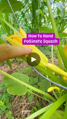 someone is picking up some yellow flowers in the garden with text overlay that reads how to hand pollineate squash