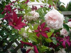 some pink and white flowers in a pot