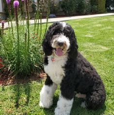 a black and white dog sitting on top of a lush green field next to purple flowers