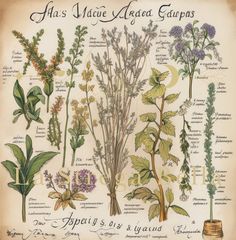 this is an illustration of herbs and their names