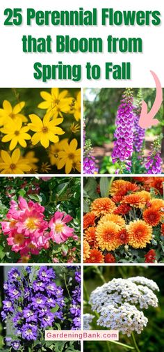 flowers that bloom from spring to fall with the words 25 perennial flowers that bloom from spring to fall