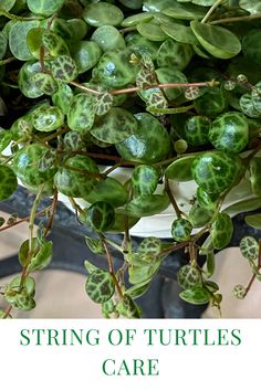 a plant with green leaves on it and the words string of turtles care above it