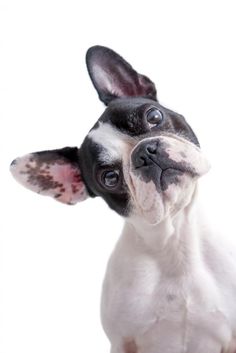 a small black and white dog looking up at the camera with one eye open on a white background