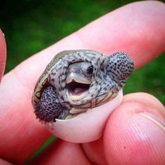 a small turtle sitting in the palm of someone's hand with it's mouth open