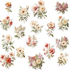 an assortment of flowers on a white background