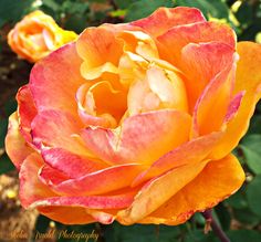 an orange and red rose with green leaves in the background