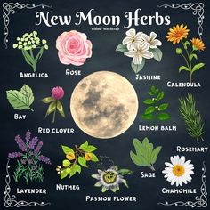 Flowers For Witchcraft, Moon Herbs Witchcraft, New Moon Herbs, Lemon Witchcraft, Green Witch Aesthetic Nature, Witchcraft Flowers, Witchy Garden Aesthetic, Faery Witchcraft, Lotus Witchcraft