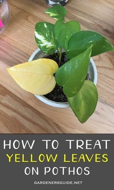 a potted plant sitting on top of a wooden table with text overlay reading how to treat yellow leaves on photos