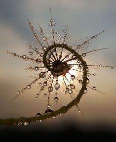 a dandelion with drops of water on it's top and the sun in the background