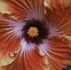 an orange and purple flower with yellow stamen in the center is seen from above