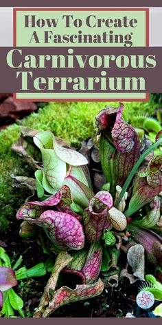 the cover of how to create a fascinating carnivorous terrarium with text overlay