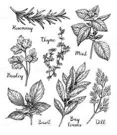 herbs drawn in ink on white paper with the words rosemary, thyme, parsley, basil, bay leaves and dill