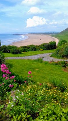 an open field with flowers and grass near the ocean