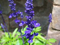 purple flowers are blooming in front of a stone wall