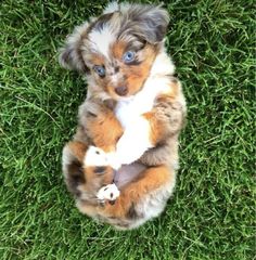 a puppy is laying in the grass holding a stuffed animal with its paws on it's back