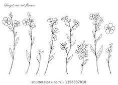 four different types of wildflowers with the words forget not flowers written in black ink