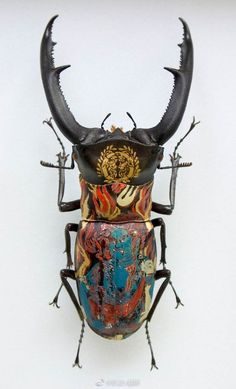 a bug with long horns on it's back legs and large, colorful body