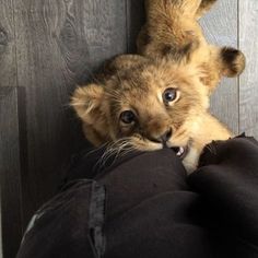 a stuffed lion cub is sitting on someone's lap and looking at the camera