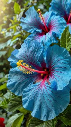 two blue flowers with red stamens and green leaves in the sun shining on them