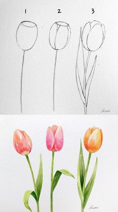 three different types of flowers are shown in this drawing lesson for beginners to learn how to draw tulips