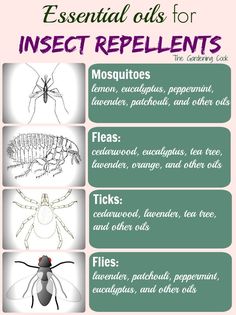 Mosquito Repellent Essential Oils, Insect Repellent Essential Oils, Insect Identification, Mosquito Repellent Spray, Diy Bug Spray, Bug Spray Recipe, Insect Spray, Diy Essentials