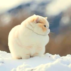 a white cat sitting on top of snow covered ground