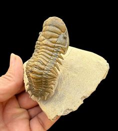 a person holding a fossil in their hand