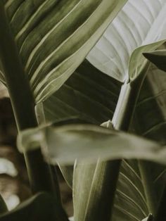 the leaves of a plant are green and white