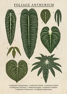 an illustration of foliages and heart shaped leaves from the book folige anthrum