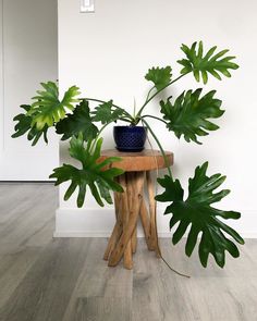 a wooden table topped with a potted plant next to a tree trunk on top of a hard wood floor