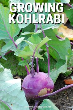 Growing kohlrabi is an asset to your health; the entire plant is edible and nutritious. Kohlrabi is a cool weather brassica with a bulbous stem that has a mild, sweet, and earthy flavor. It’s unusual looking, but as it grows you’ll be delighted with how it tastes! Indoor Hydroponics, Vegetable Garden Tips, Container Vegetables, Homestead Gardens, Container Gardening Vegetables, Planting Vegetables, Organic Vegetables, Growing Food