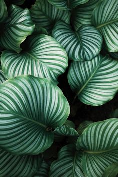 closeup of green and white leaves on a plant