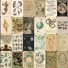 an image of many different types of insect designs on display in a collage with captions