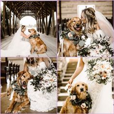 the bride and groom are posing with their dogs