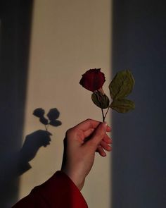 a person holding a flower in their hand with shadows on the wall behind them and shadow cast on the wall