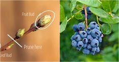 blueberries are growing on the same branch and in different stages of ripeness, from bud to bud