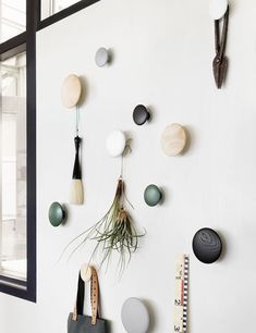 the wall is covered with various objects and hanging on it's sides, including an air plant