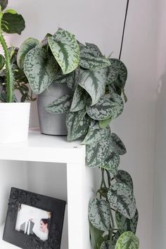 a white shelf with some potted plants on top of it and a photo frame